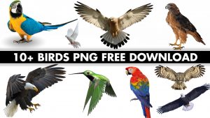 BIRDS-PNG-FREE-DOWNLOAD